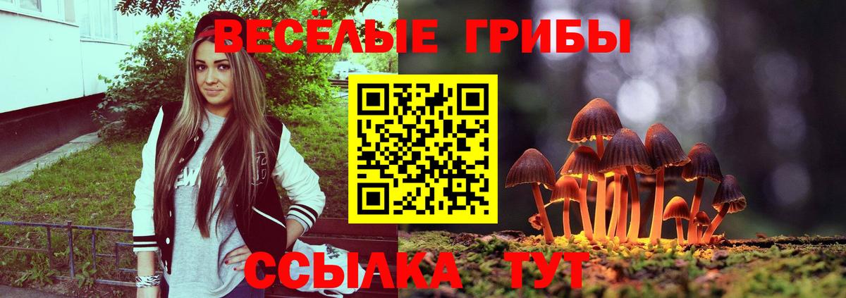 Псилоцибиновые грибы Psilocybe Тулун
